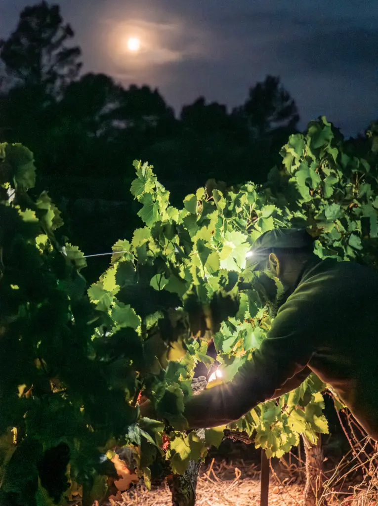 Vendanges de nuit